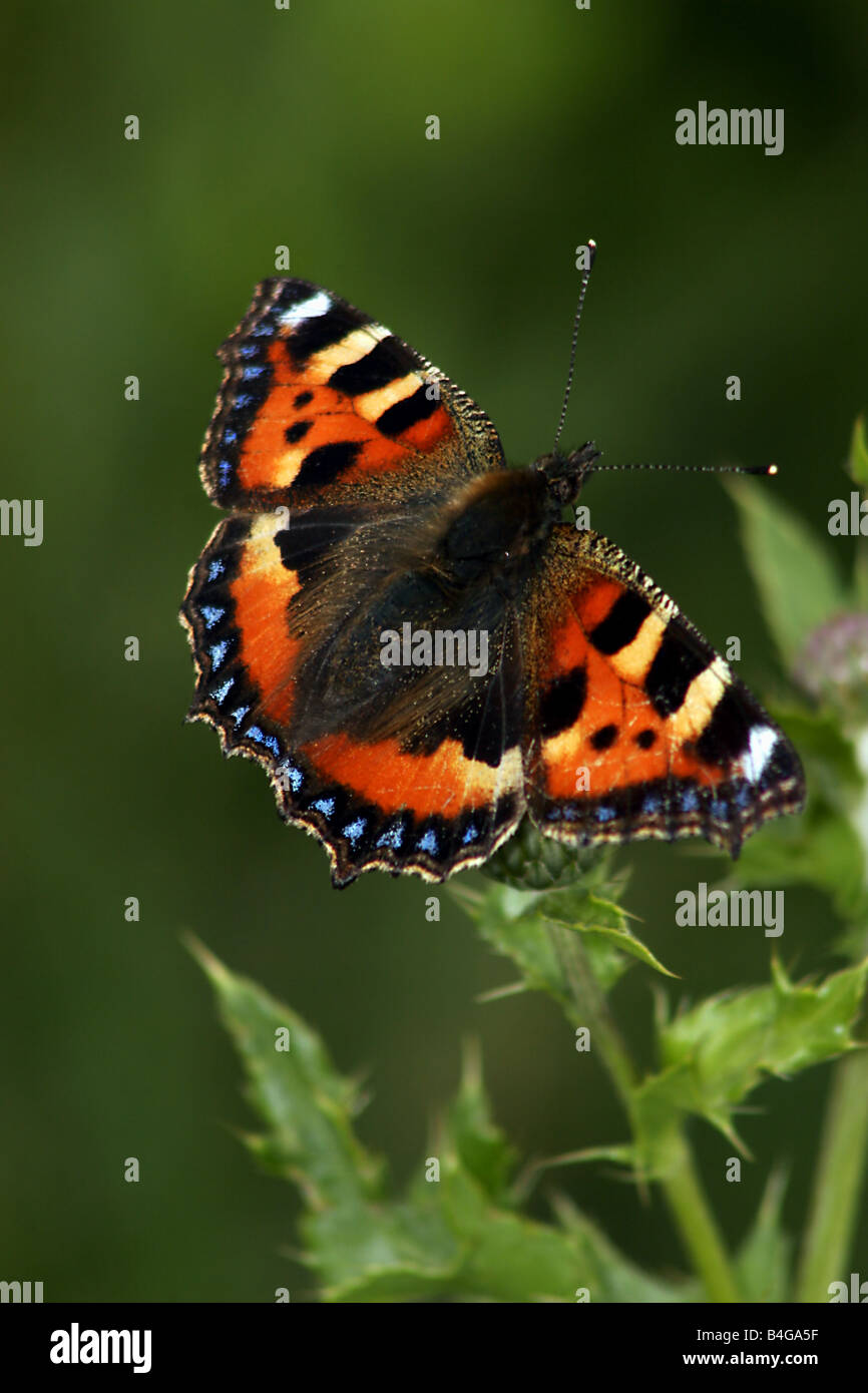 Kleiner Fuchs Schmetterling Stockfoto