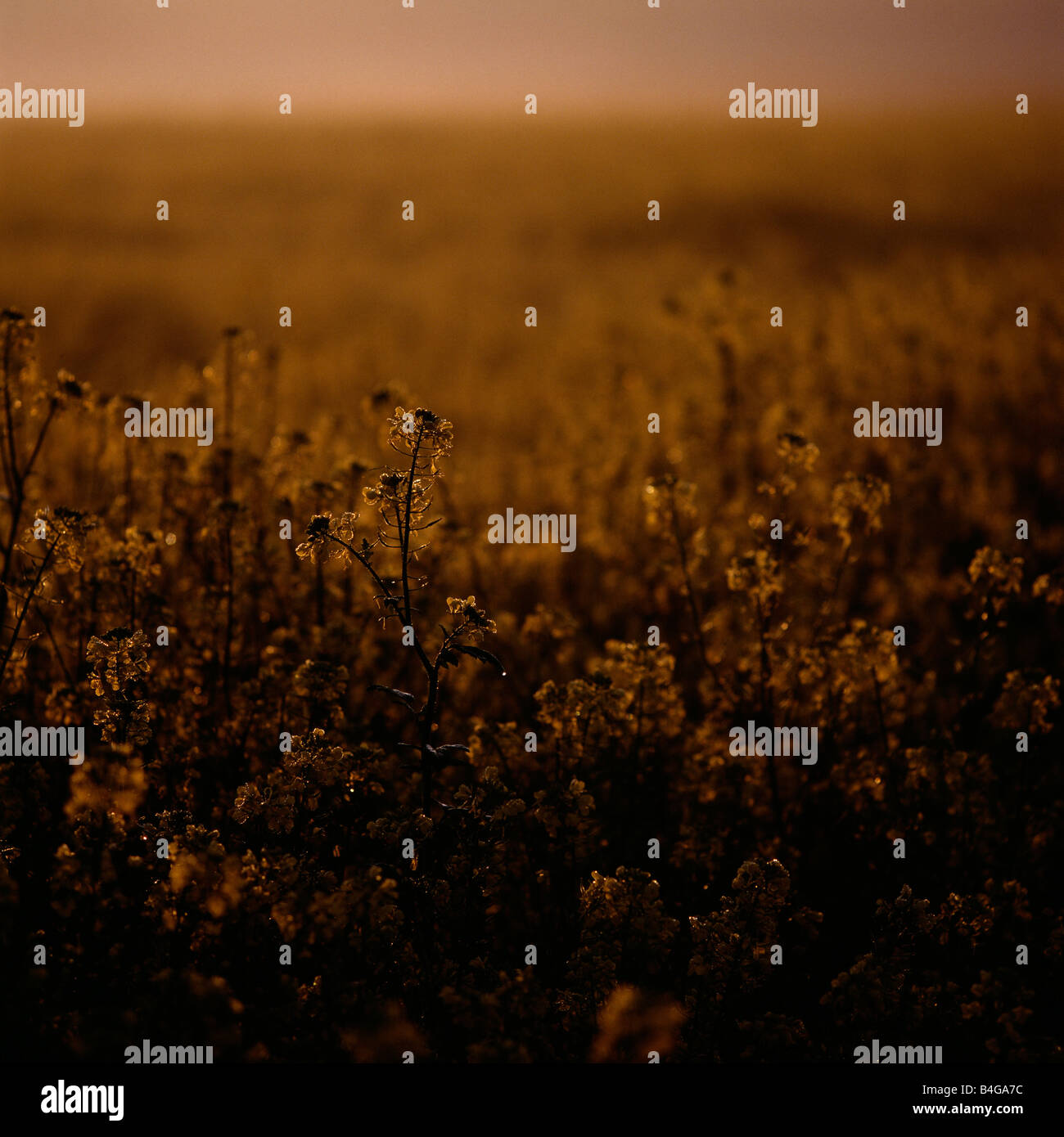 Wildpflanzen Stockfoto