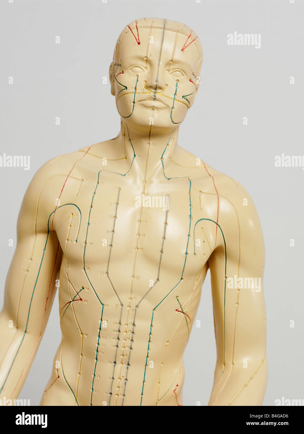 Ein anatomisches Akupunkturmodell Stockfoto