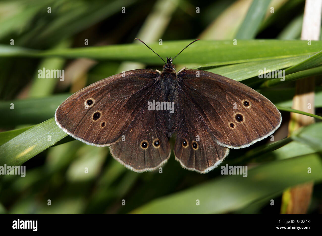 Ringel-Schmetterling Stockfoto