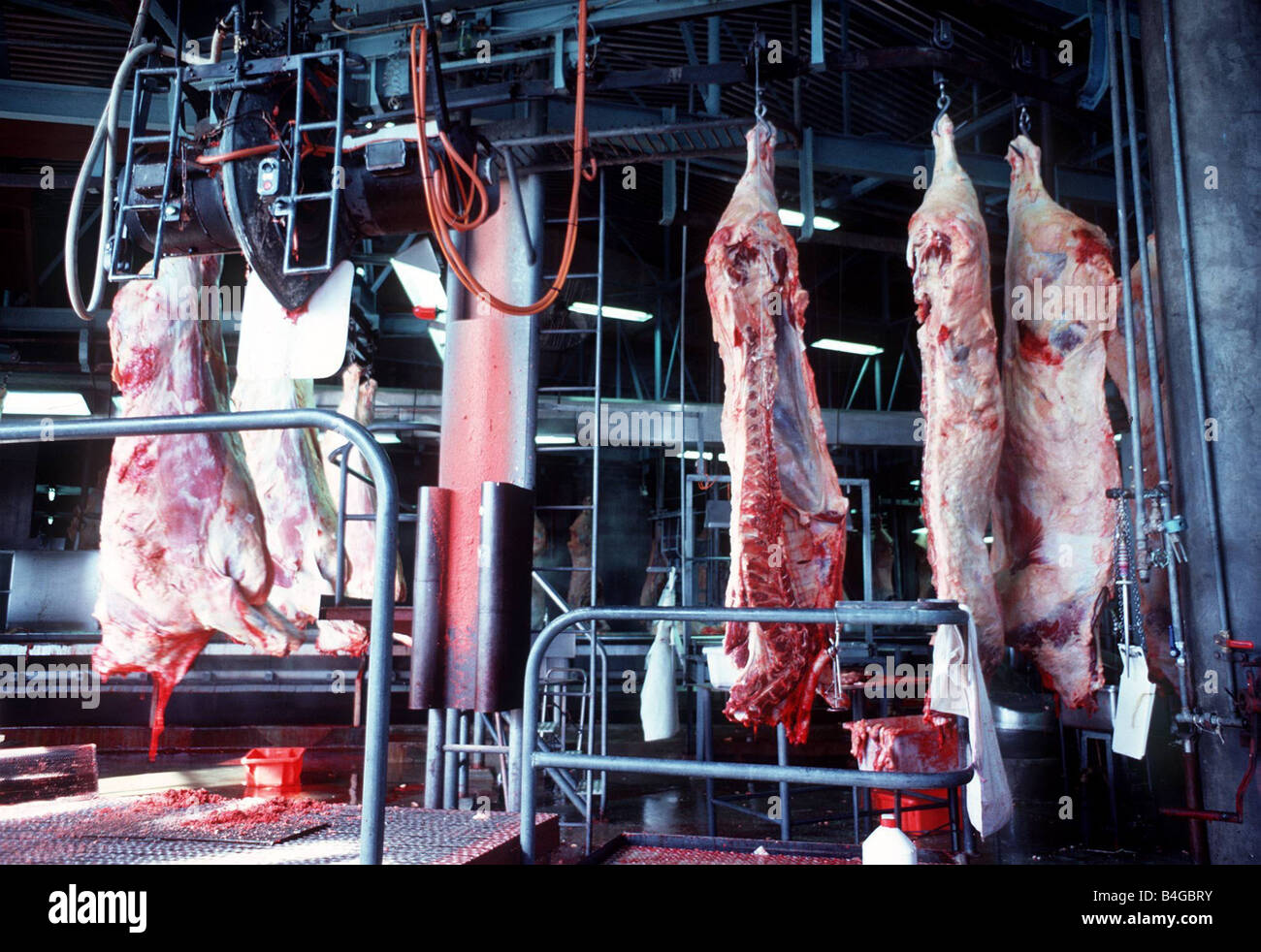 Rindfleisch-Kadaver in der Mitte vor dem Fördergut zu kühler Lagerung gesägt Stockfoto