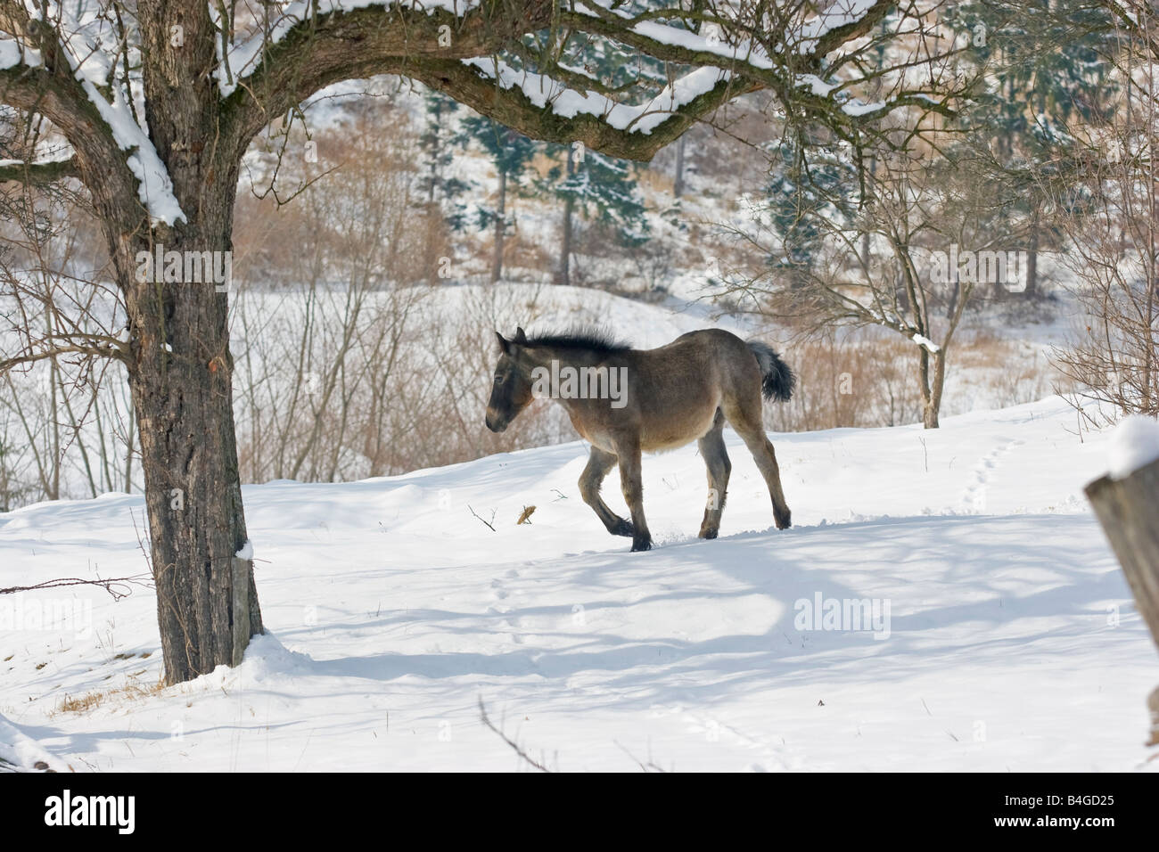Pony im ländlichen Rumänien, Cacica ausgeführt. Stockfoto