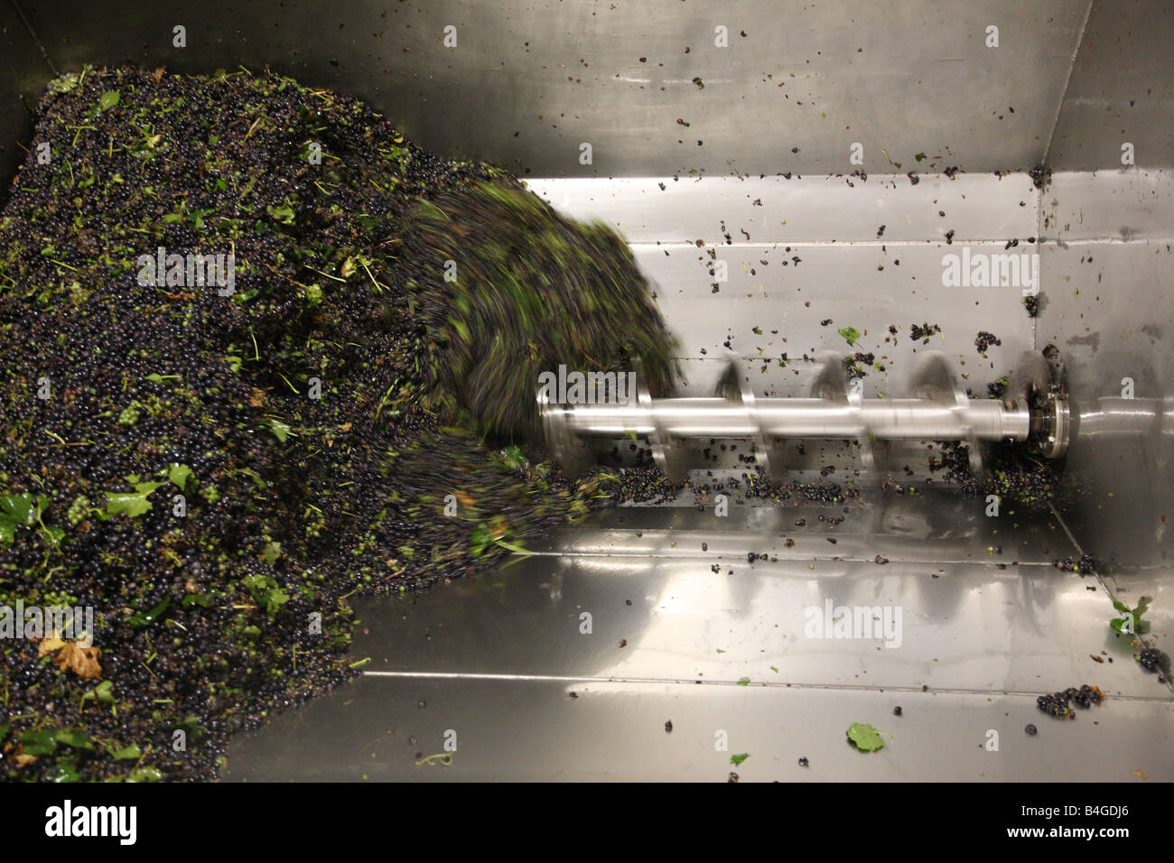 Mulchen Trauben für den Wein Stockfoto