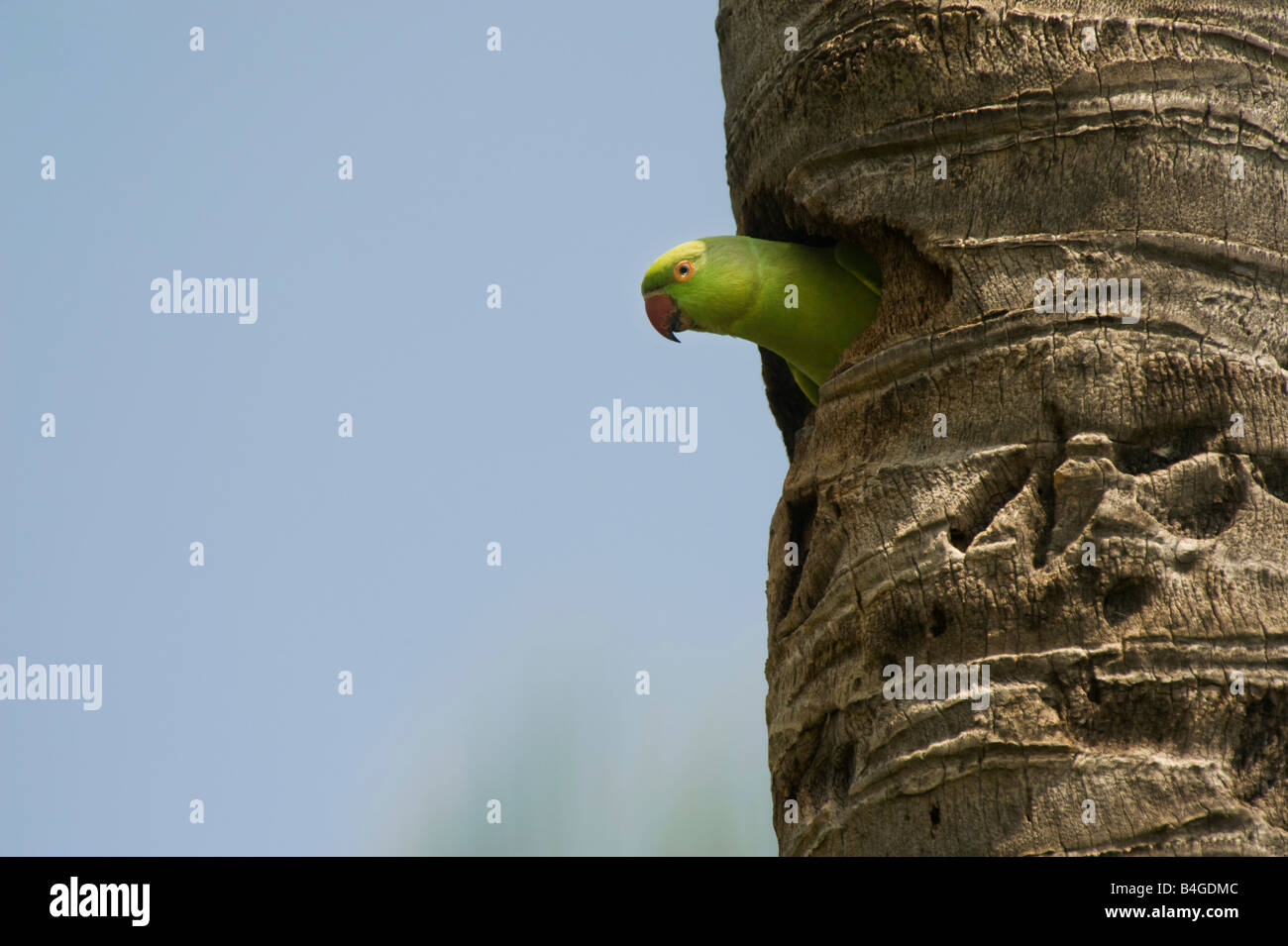 Geflohen waren. Stieg beringt Sittich / Ring necked Sittich Blick aus seinem Nest im Kofferraum einer Kokosnuss-Palme. Andhra Pradesh, Indien Stockfoto