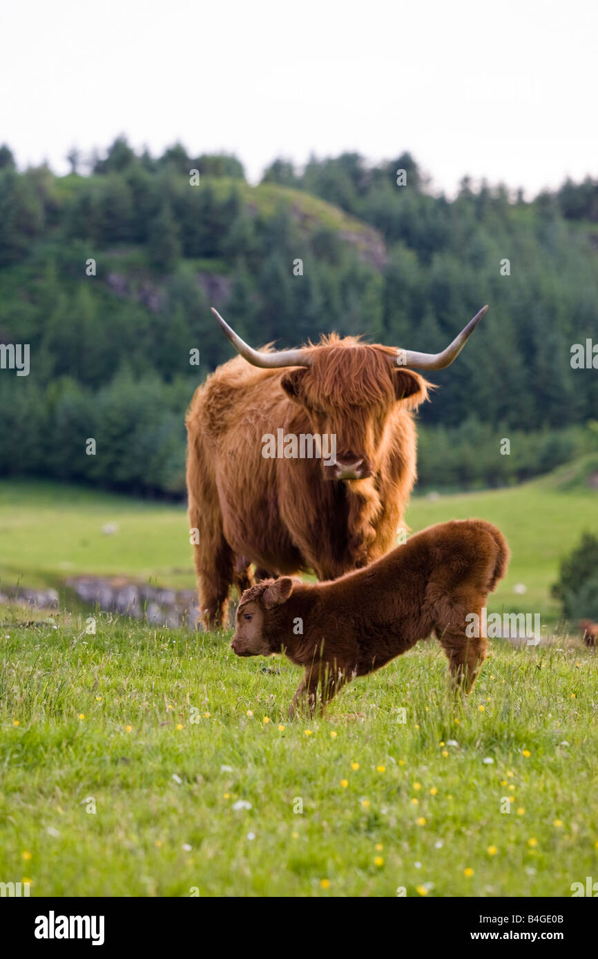 Highland Kuh und Neugeborenen Kalb Schottland Stockfoto