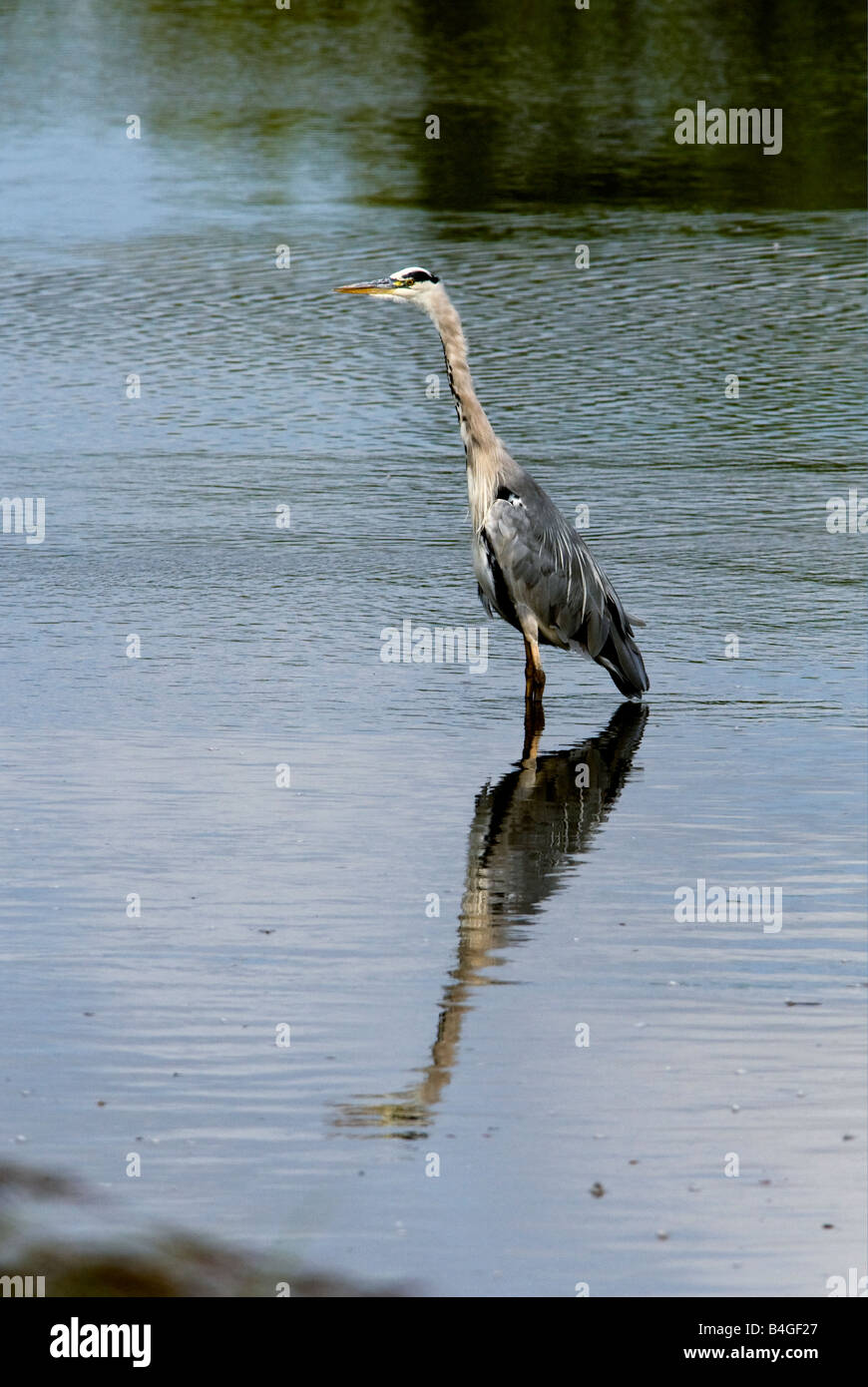 Fischreiher angeln Stockfoto