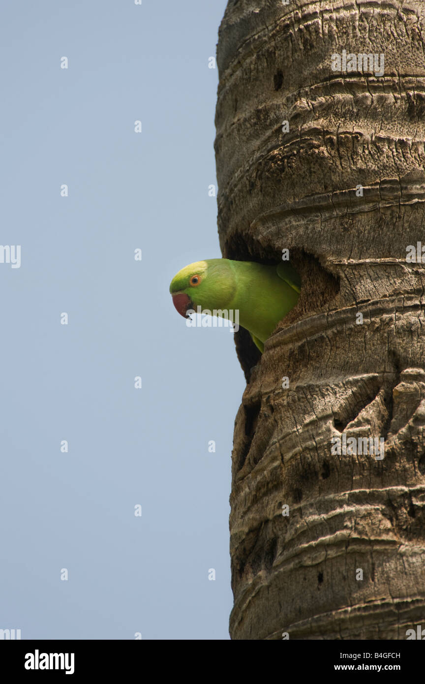 Geflohen waren. Stieg beringt Sittich / Ring necked Sittich Blick aus seinem Nest im Kofferraum einer Kokosnuss-Palme. Andhra Pradesh, Indien Stockfoto