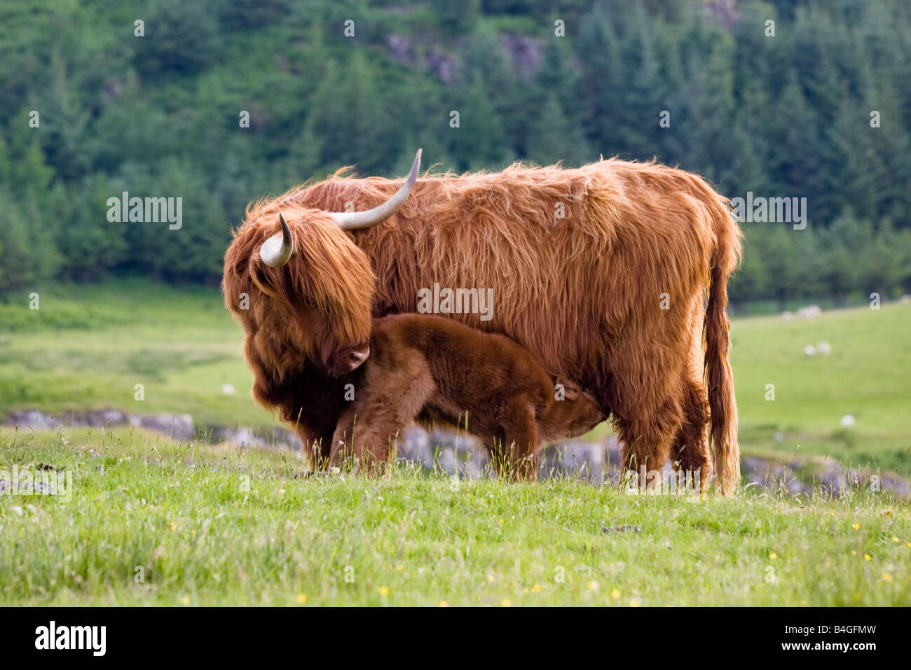 Highland Kuh und Neugeborenen Kalb Schottland Stockfoto