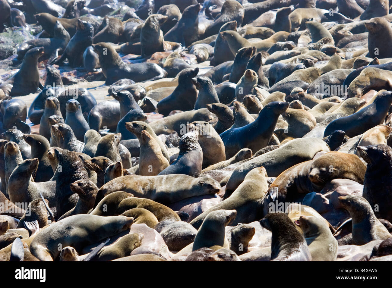 Brown-Seebären (Arctocephalus percivali), in Cape Cross, Namibia Stockfoto