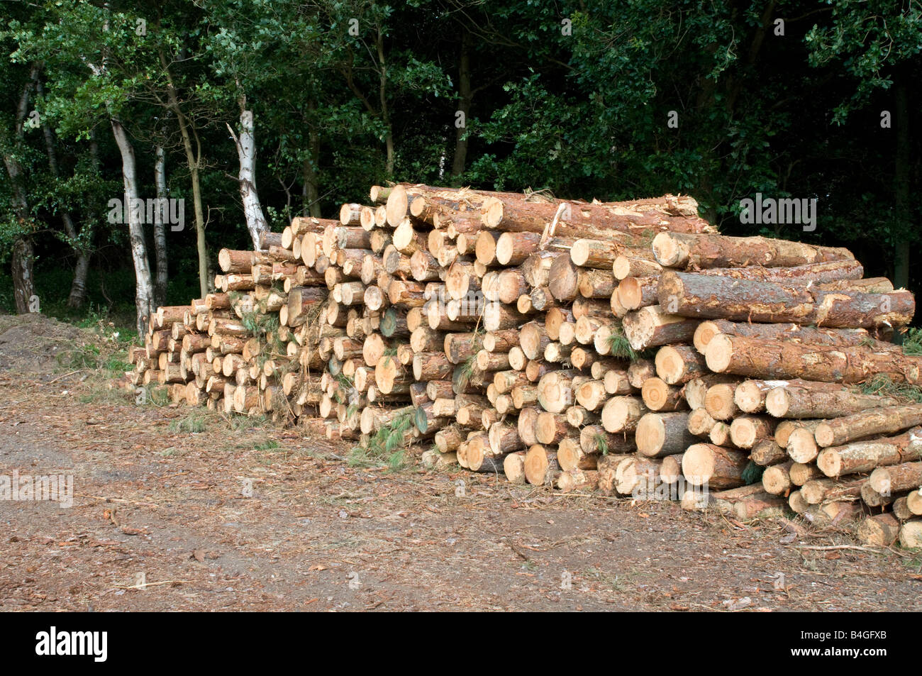 Nadelschnittholz gestapelt für den Transport in Tunstall Forest, Suffolk Stockfoto