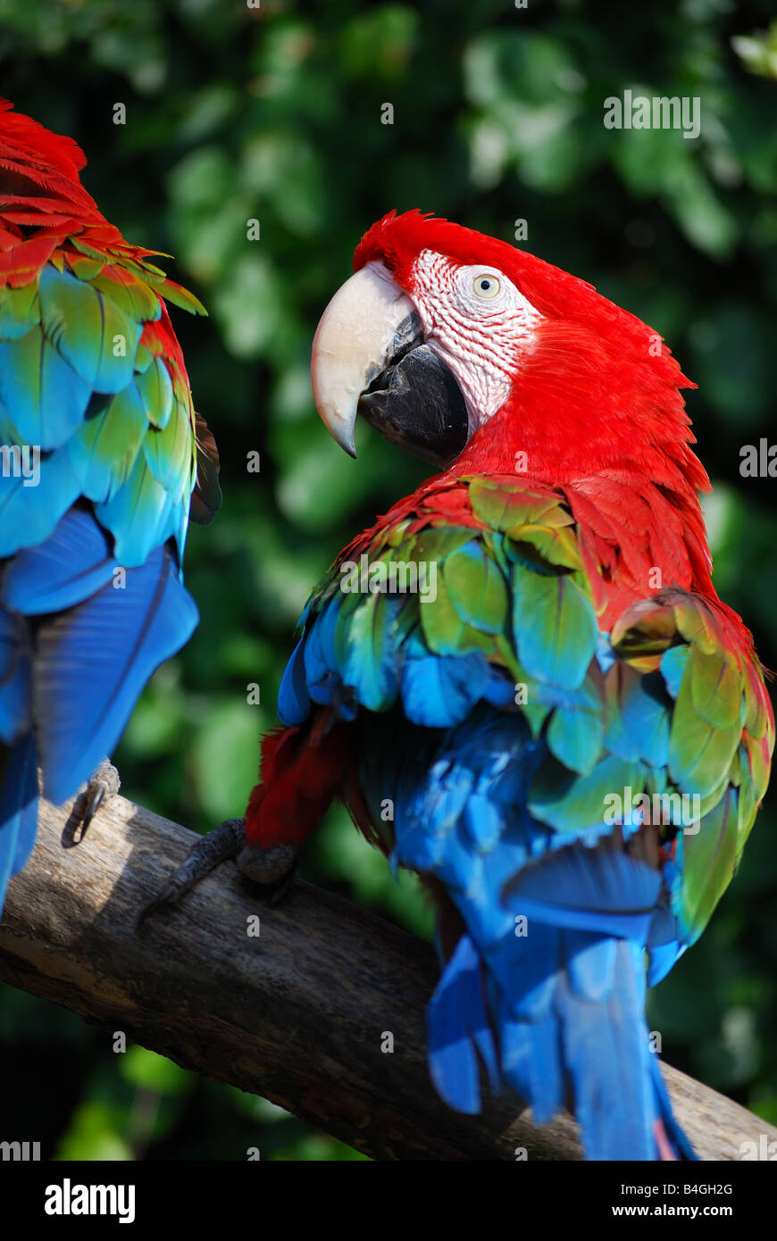 Papageien-hinten Stockfoto