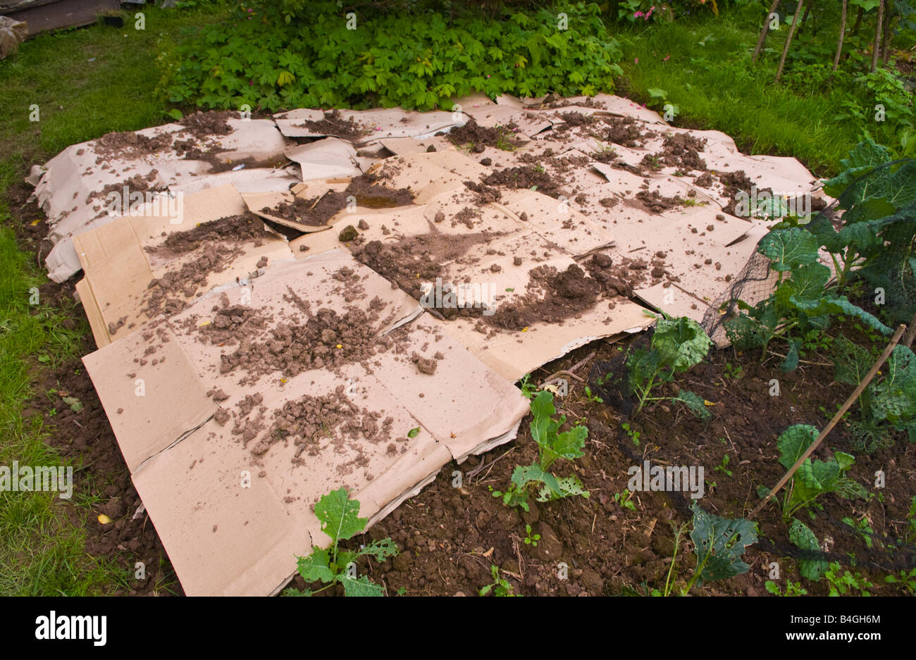 Cardboard mulch -Fotos und -Bildmaterial in hoher Auflösung – Alamy