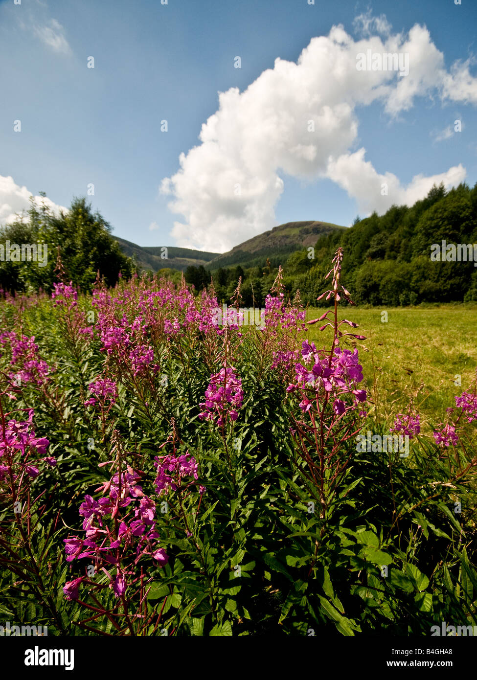 Rose Bay Weidenröschen auf einer Wiese in der Nähe von Blaen Cwm Rhondda Tal in Wales. Stockfoto