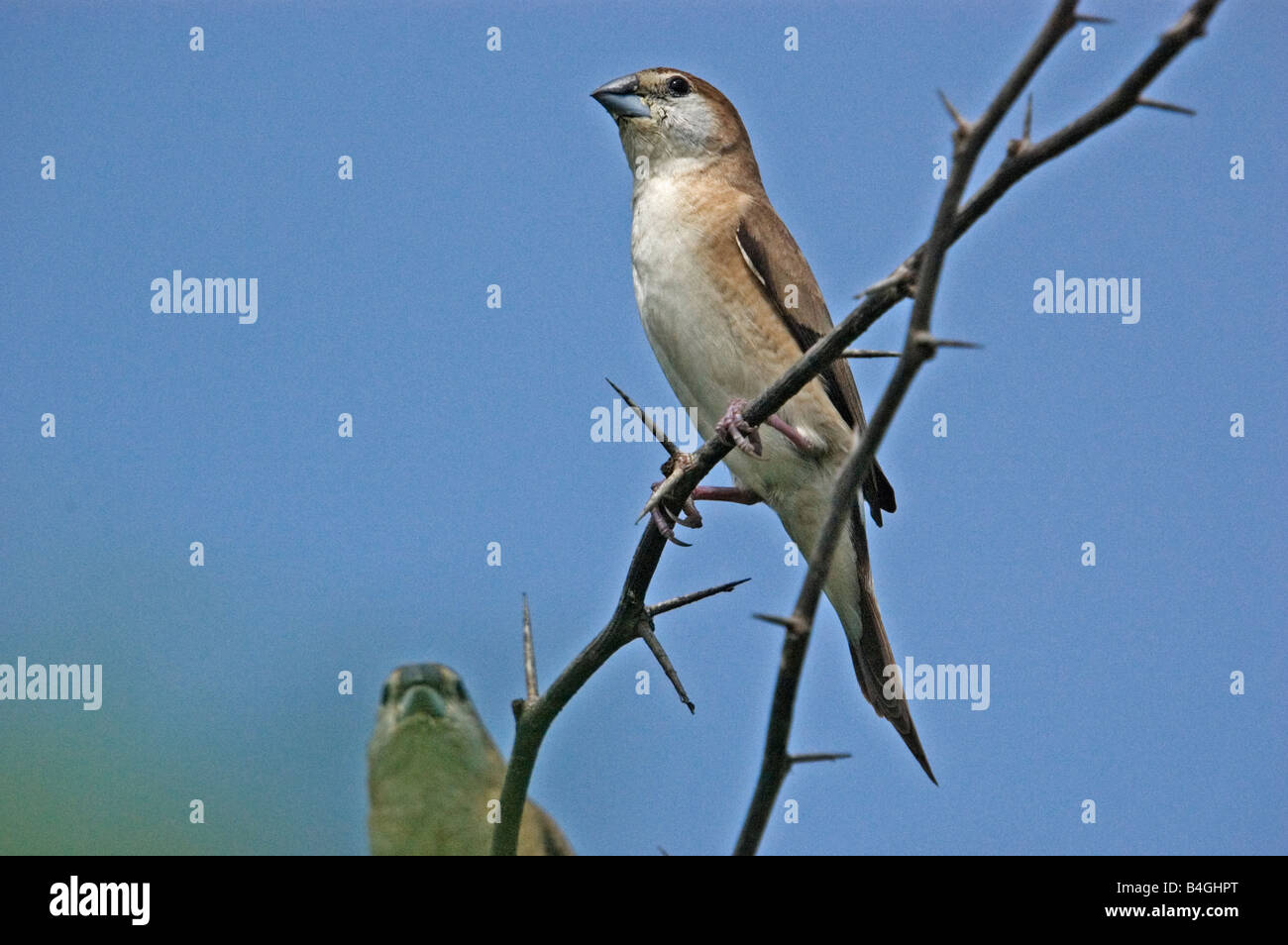 Indian Silverbill Lonchura Malabarica auch bekannt als White-throated Munia Stockfoto