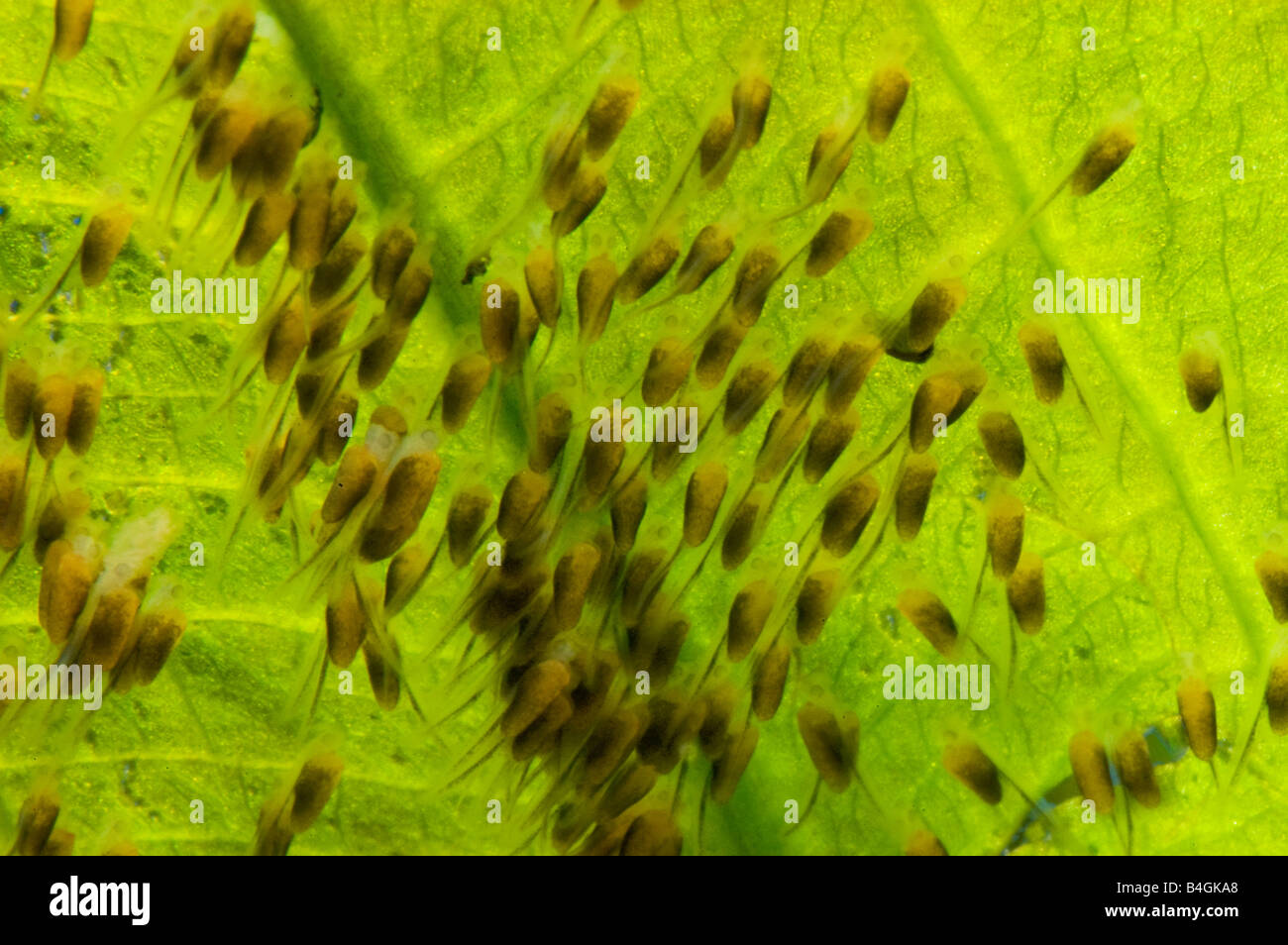 Pompadour Diskus SANTAREM Diskusfische Cichlid laichen Nest Eiern junge Fische auf einem Waterplant Wasser Pflanze Blatt Säugling Stockfoto