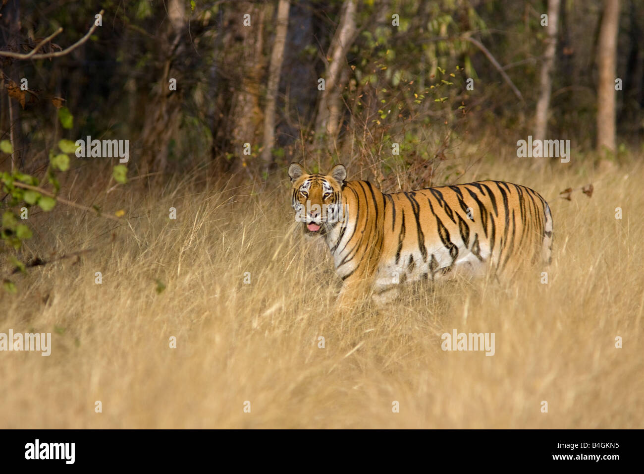 Ein Bengal Tiger in eine Wiese bei Tadoba Tiger Reserve India. (Panthera Tigris) Stockfoto