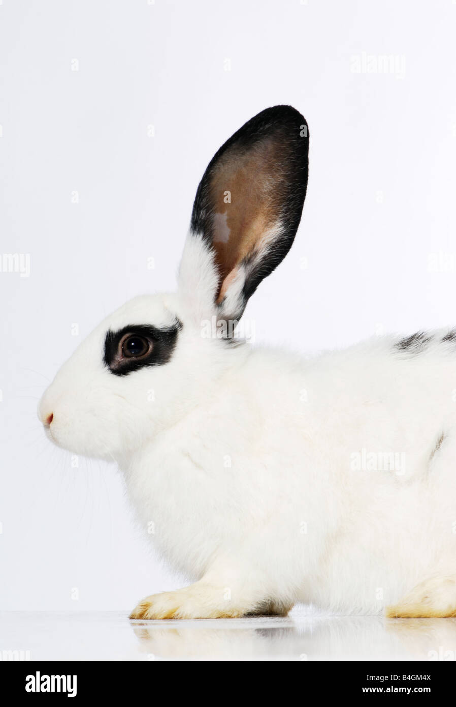 Kaninchen, Hase, Mantel, niedlich, dunkel, Liebling, Haushalt, Ohren, ostern, Auge, Fell, Grau, Haare, Hase, Zuhause, wenig Stockfoto