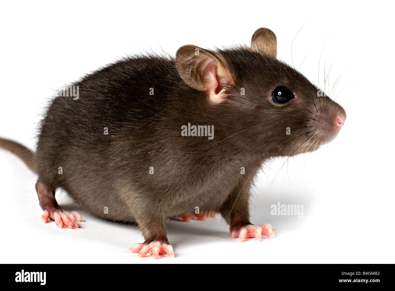 kleine Ratte Stockfoto