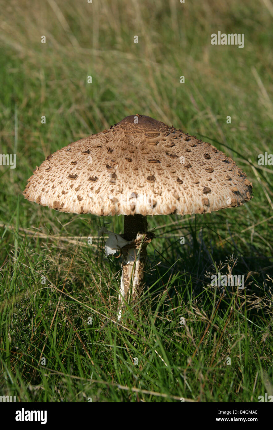 Parasol-Pilze, Macrolepiota Procera (Lepiota Procera, Leucocoprinus Proceus), Lepiotaceae Stockfoto