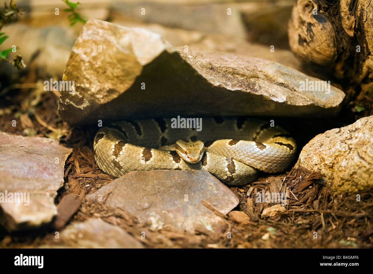 Tamaulipan Rock-Klapperschlange Stockfoto