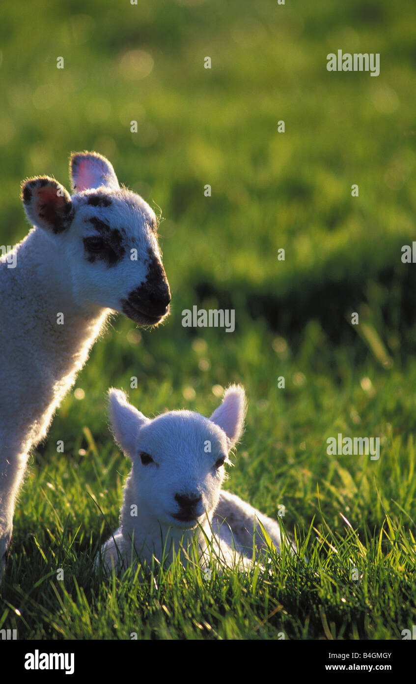 Zwei Frühjahr Lämmer auf Wiese Stockfoto