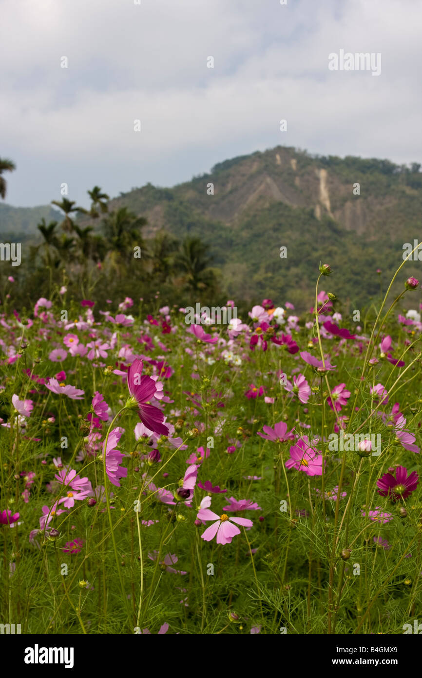 Meinongs, Landkreis Kaohsiung, Taiwan, Republik China (ROC) Stockfoto