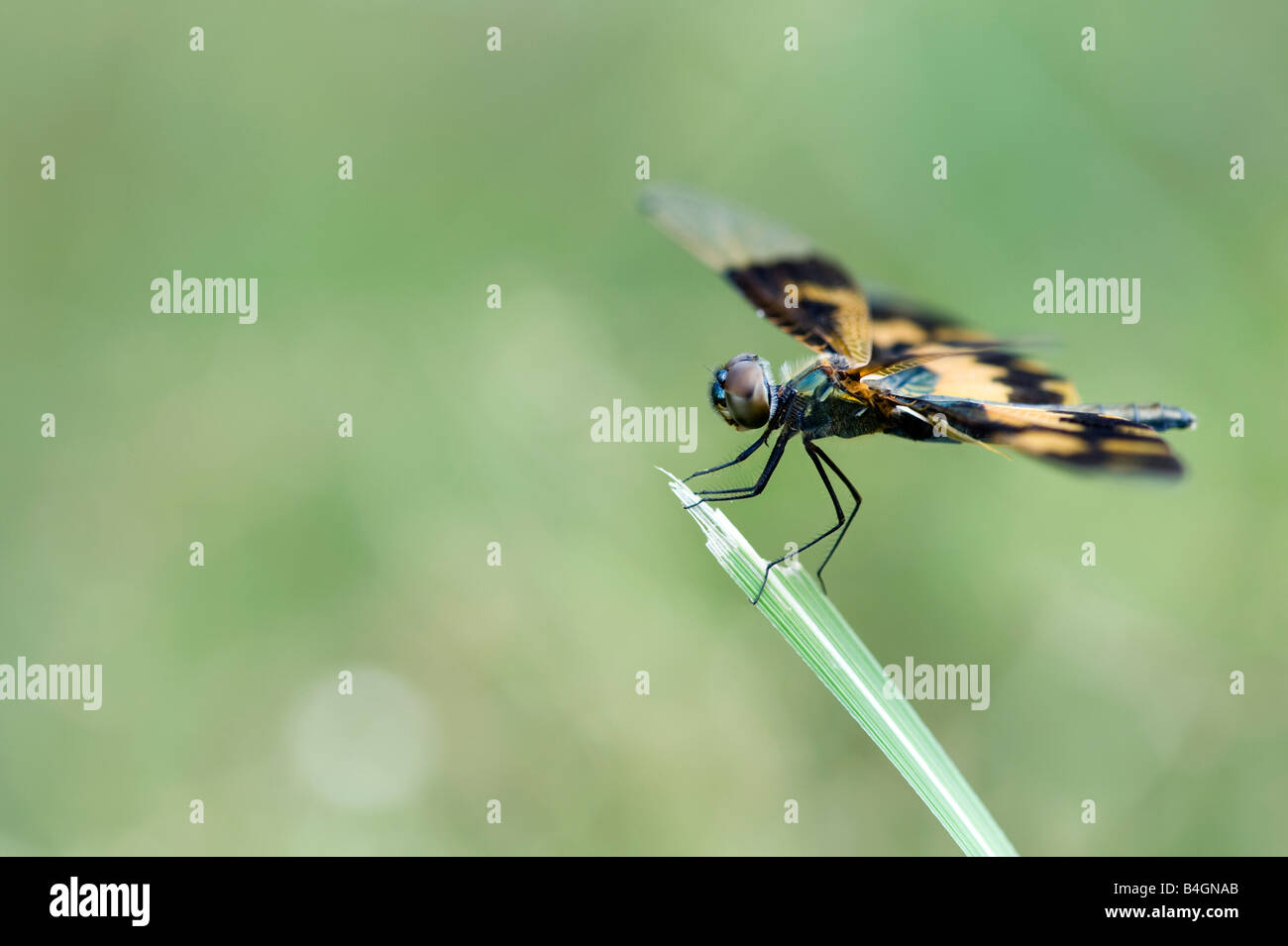 Rhyothemis Variegata. Gemeinsame Picturewing Libelle in der indischen Landschaft. Indien Stockfoto