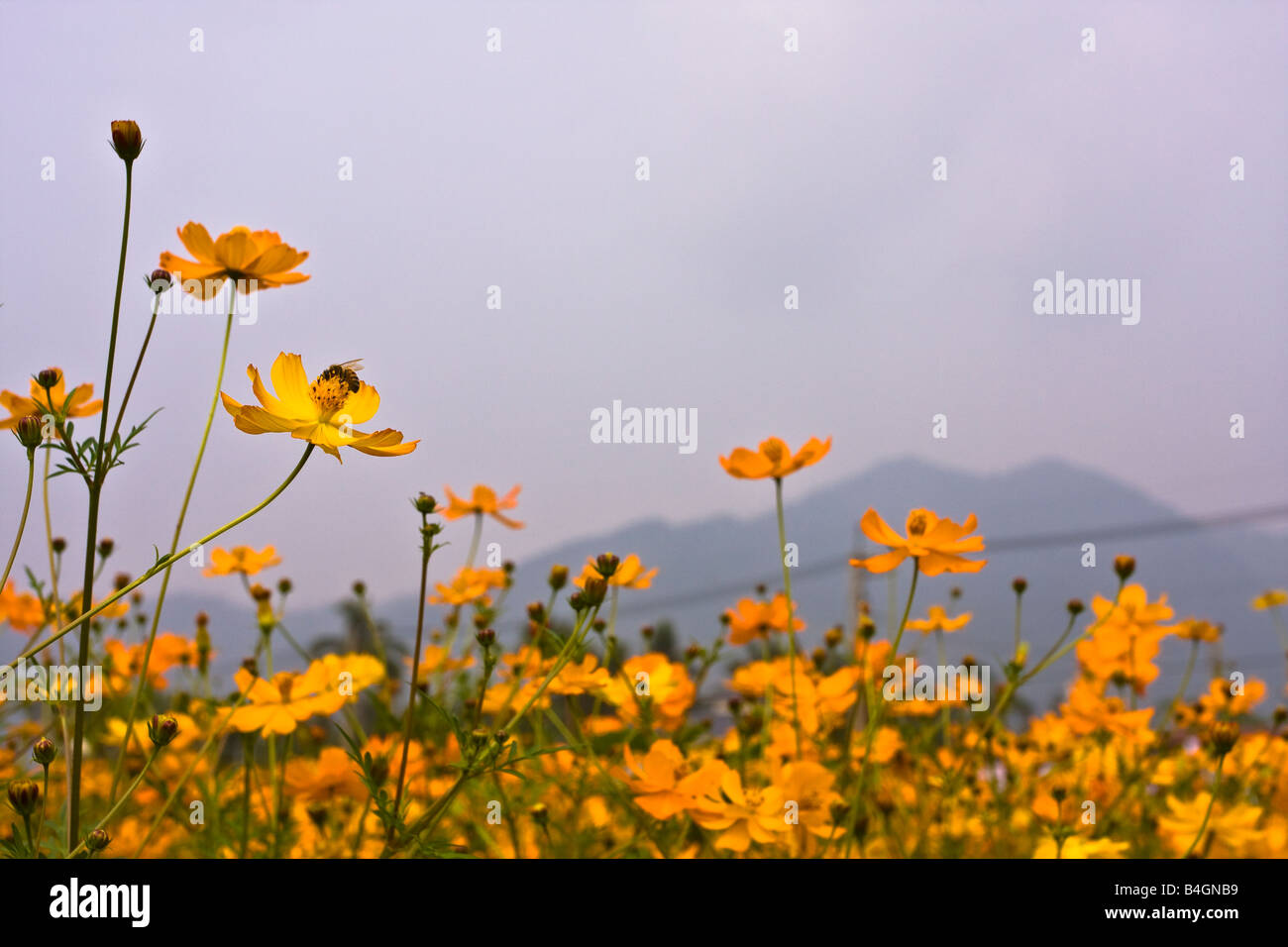 Biene auf gelben Blüten, Meinongs, Landkreis Kaohsiung, Taiwan, Republik China (ROC) Stockfoto