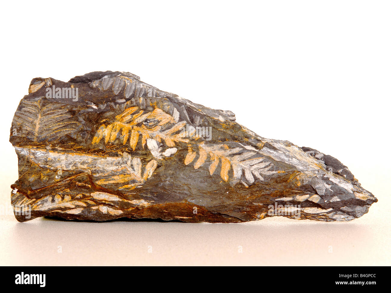 Alten Farn Fossil vor 300 Millionen Jahren Stockfotografie - Alamy