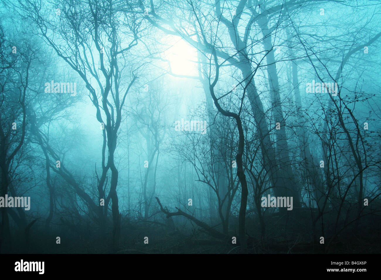 Bäume im Nebel Stockfoto
