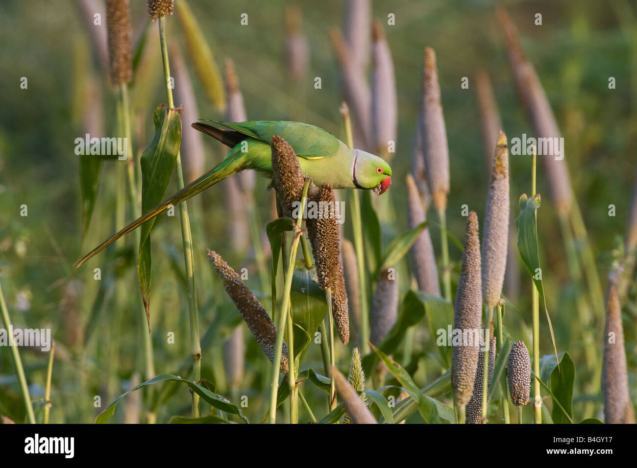 Geflohen waren. Stieg beringt Sittich Fütterung auf Hirse Samen-Ernte in einer indischen Bauern Feld. Andhra Pradesh, Indien Stockfoto