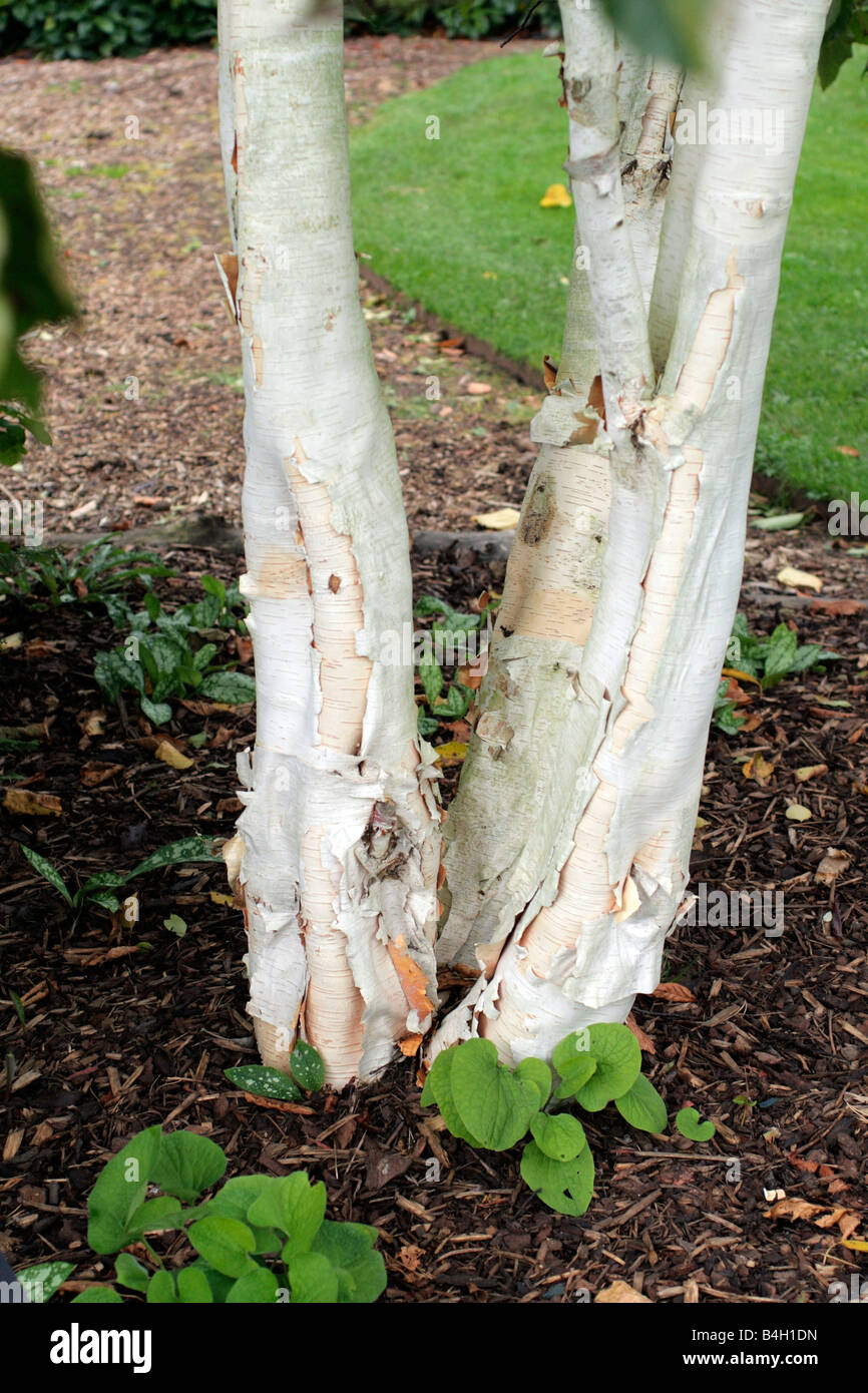 BETULA JACQUEMONTII MULTI ERGAB SICH Stockfoto