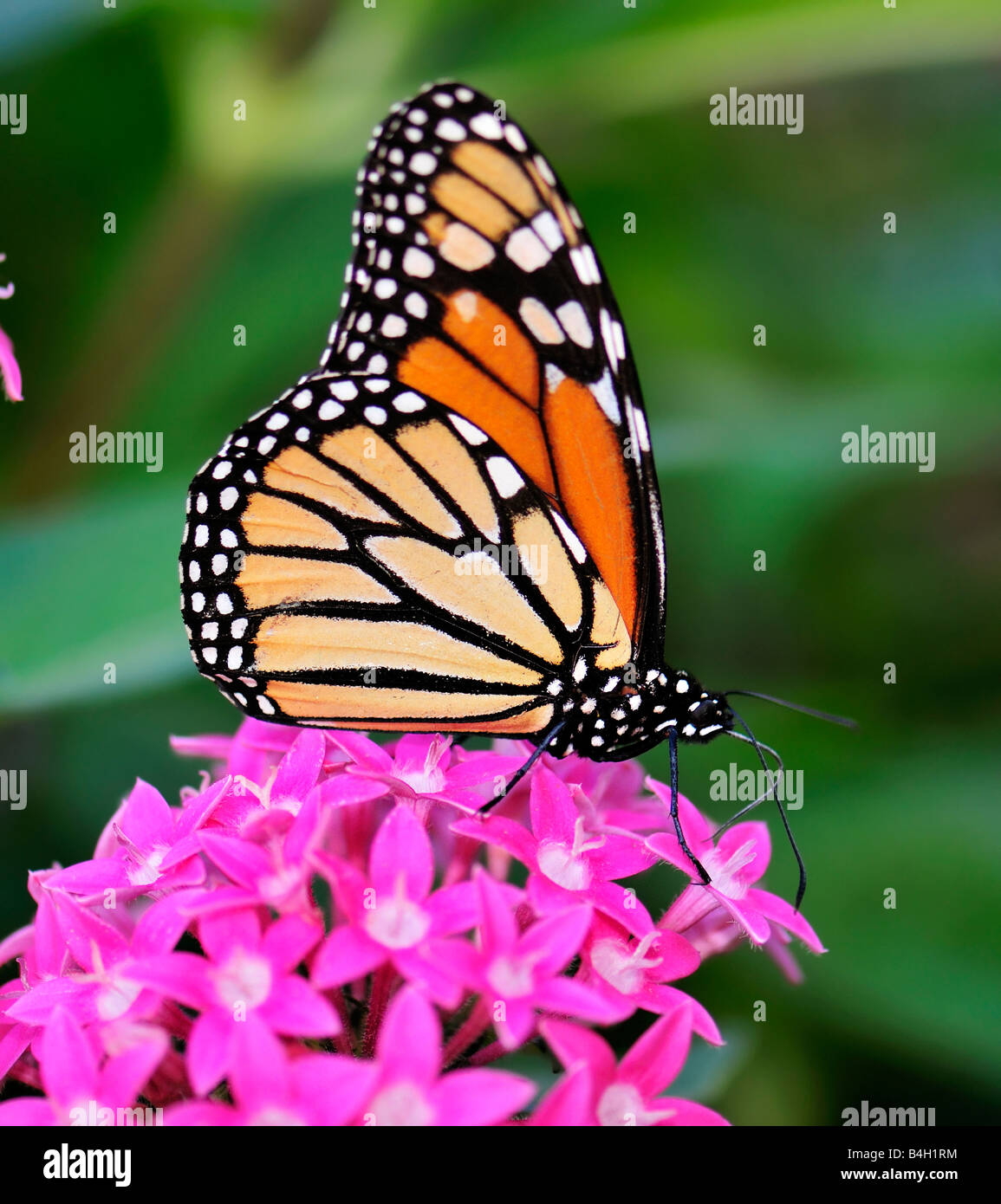 Monarch Butterfly, Danaus plexippus Fütterung auf Pentas integrifolia Blumen in Oklahoma, USA. Stockfoto