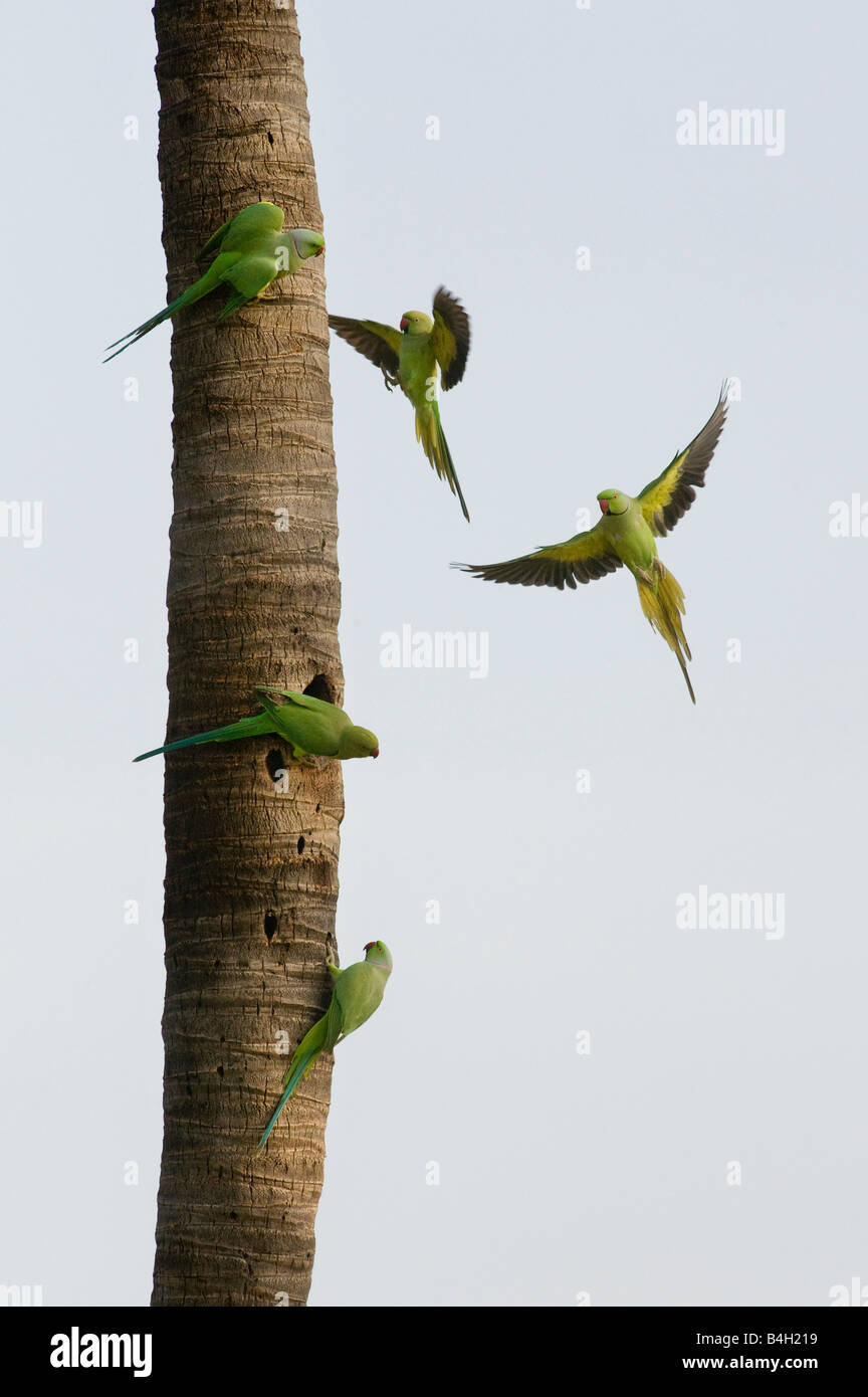 Geflohen waren. Stieg beringt Sittiche / Ring-necked Papageien auf Palm Baumstamm. Andhra Pradesh, Indien Stockfoto
