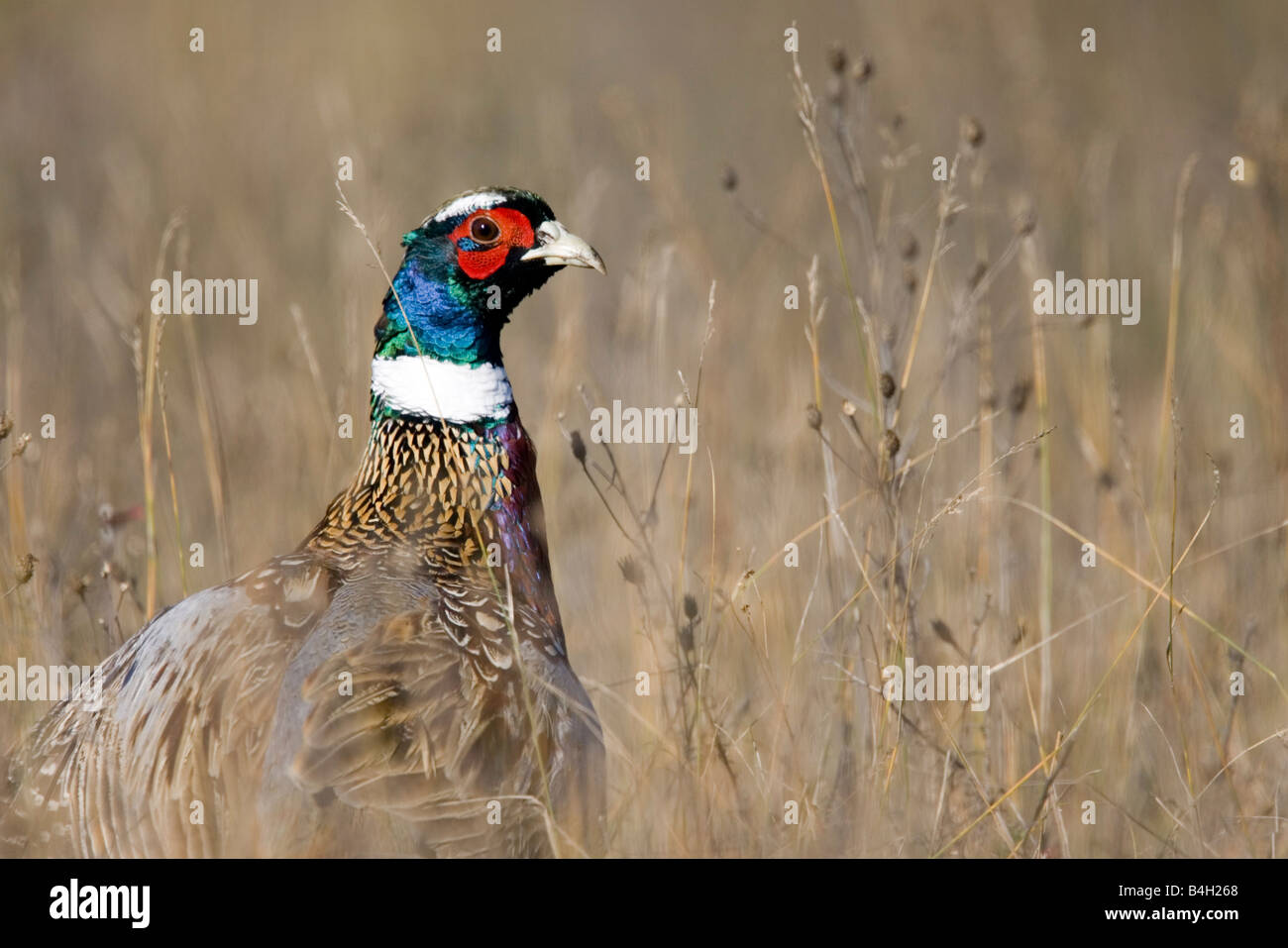 Ring – Necked Fasan Phasianus colchicus Stockfoto