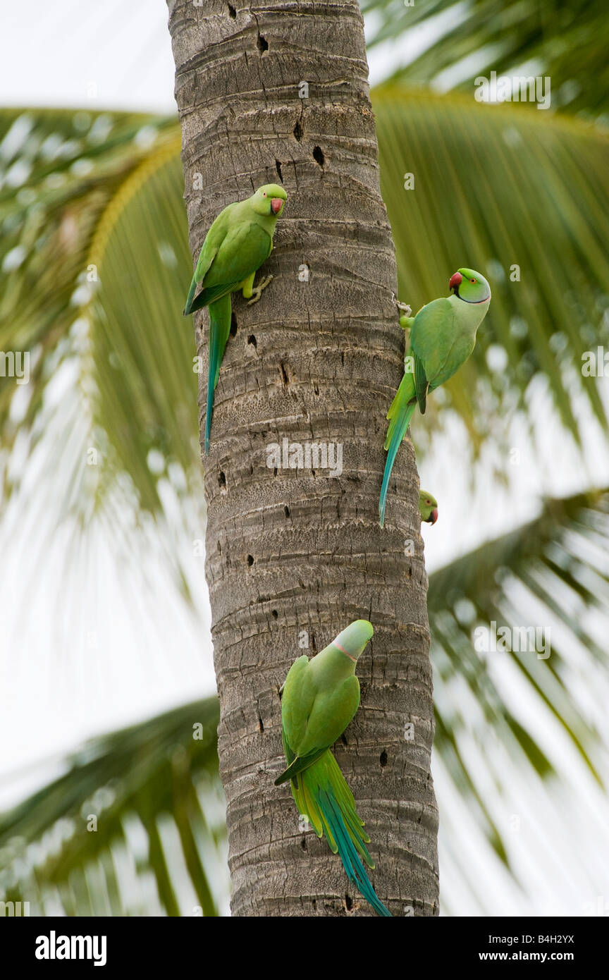 Geflohen waren. Stieg beringt Sittiche / Ring-necked Papageien auf Palm Baumstamm. Andhra Pradesh, Indien Stockfoto