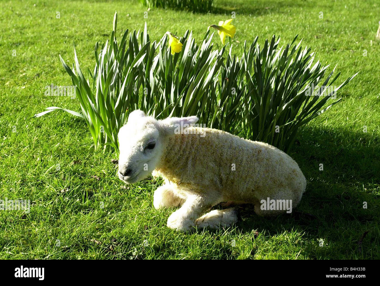 Ein Jahr nach der Maul- und Klauenseuche Epidemie ein Baby Lamm im Alter von 2 Stunden alten letzten Jahre Lämmer umgekommen sind, weil sie nicht wegen der Maul- und Klauenseuche Ausbruchs Worton Home Farm in großen Mangold Ashford Kent Februar 2002 gefüttert werden konnte Stockfoto