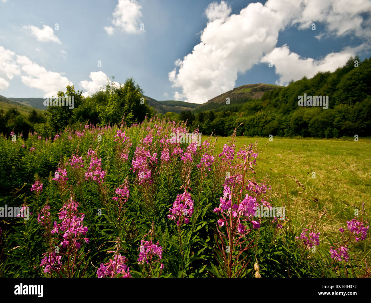 Rose Bay Weidenröschen auf einer Wiese in Blaen Cwm Rhondda Tal Wales. Stockfoto