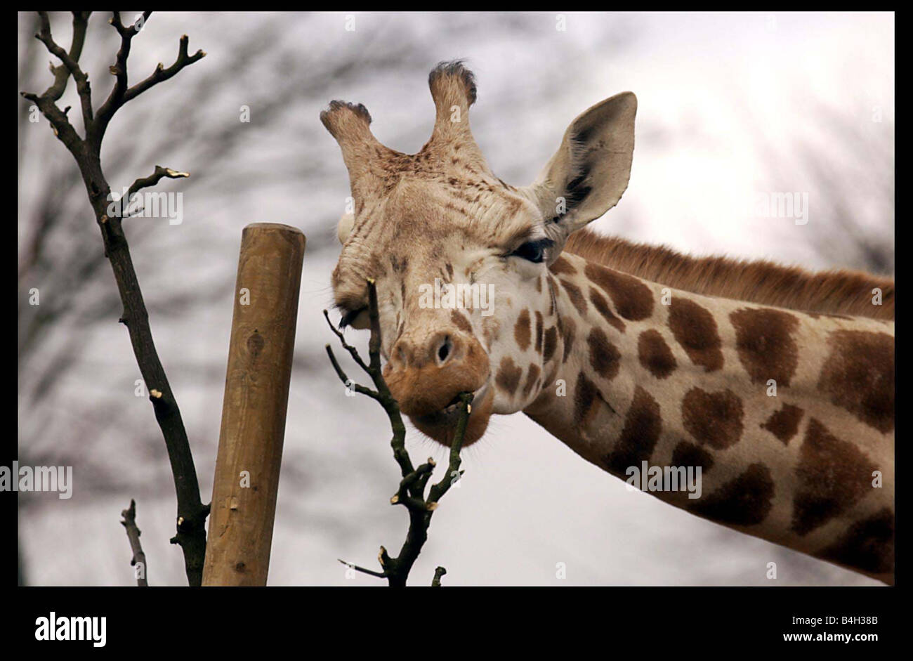 Saphir die junge Giraffe im Zoo von Edinburgh Februar 2004 durchlaufen eine Operation um einen gebrochenen Kiefer zu reparieren, nachdem sie essen würde nicht Stockfoto