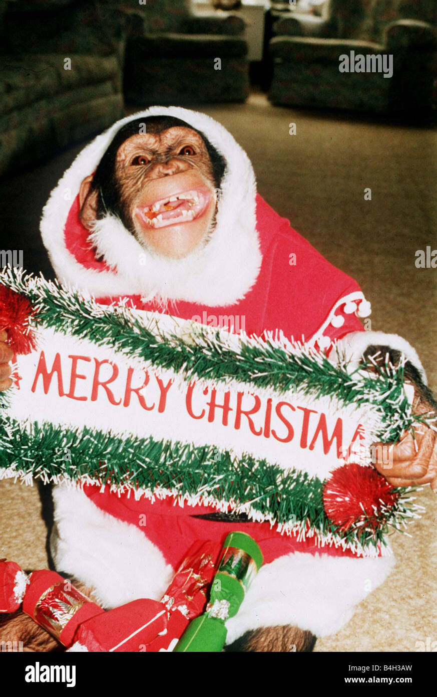 Suzie the Chimp verkleidet als Santa Claus Weihnachtsmann Affe Schimpanse Stockfoto