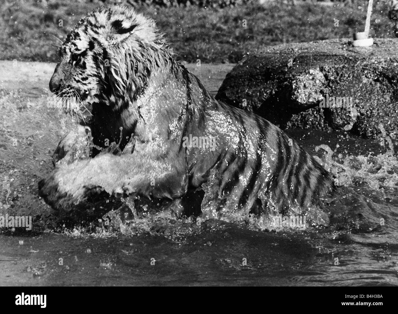 Tiger im Maxwell Park Zoo in Wasser 1980 Stockfoto