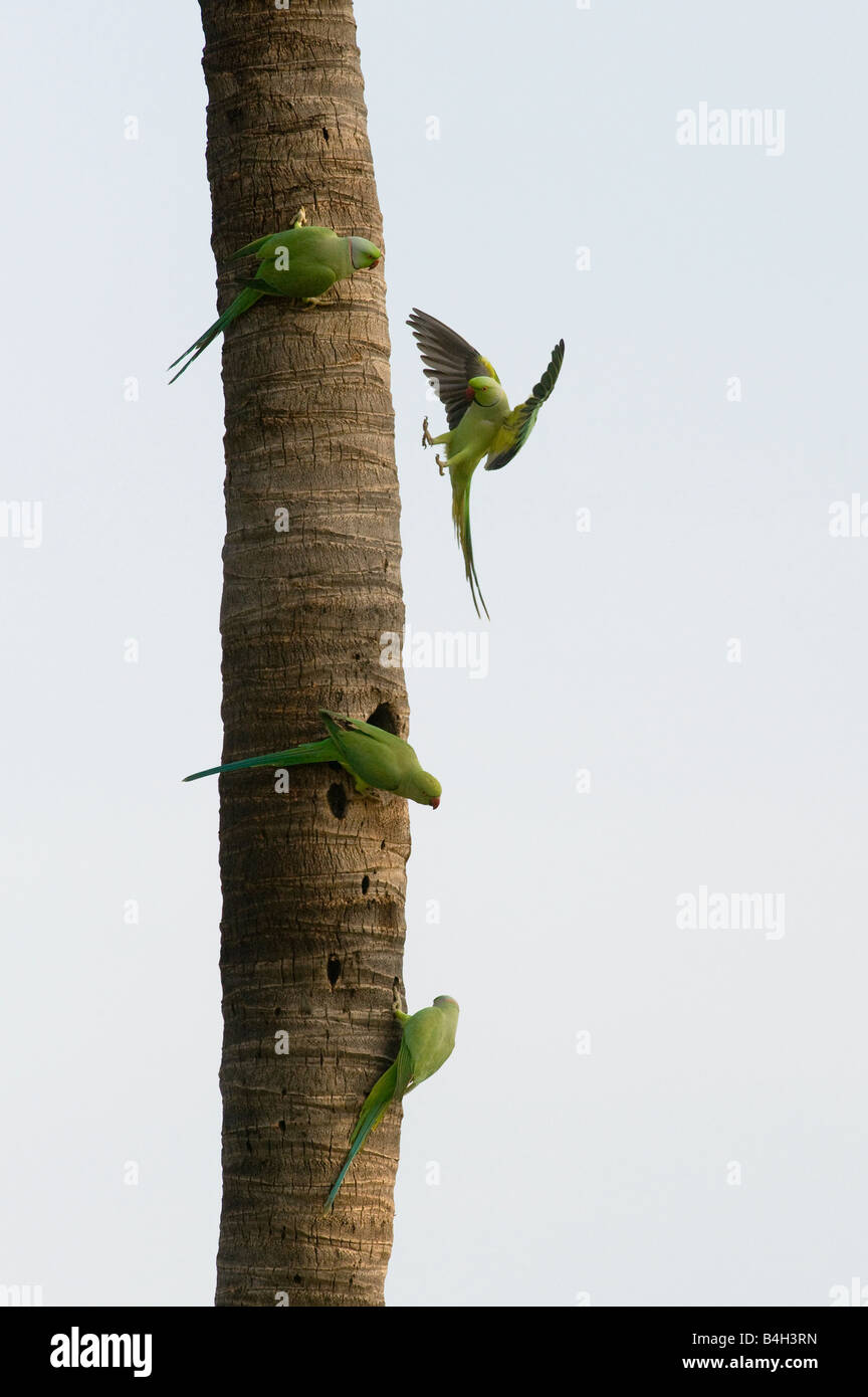 Geflohen waren. Stieg beringt Sittiche / Ring-necked Papageien auf Palm Baumstamm. Andhra Pradesh, Indien Stockfoto