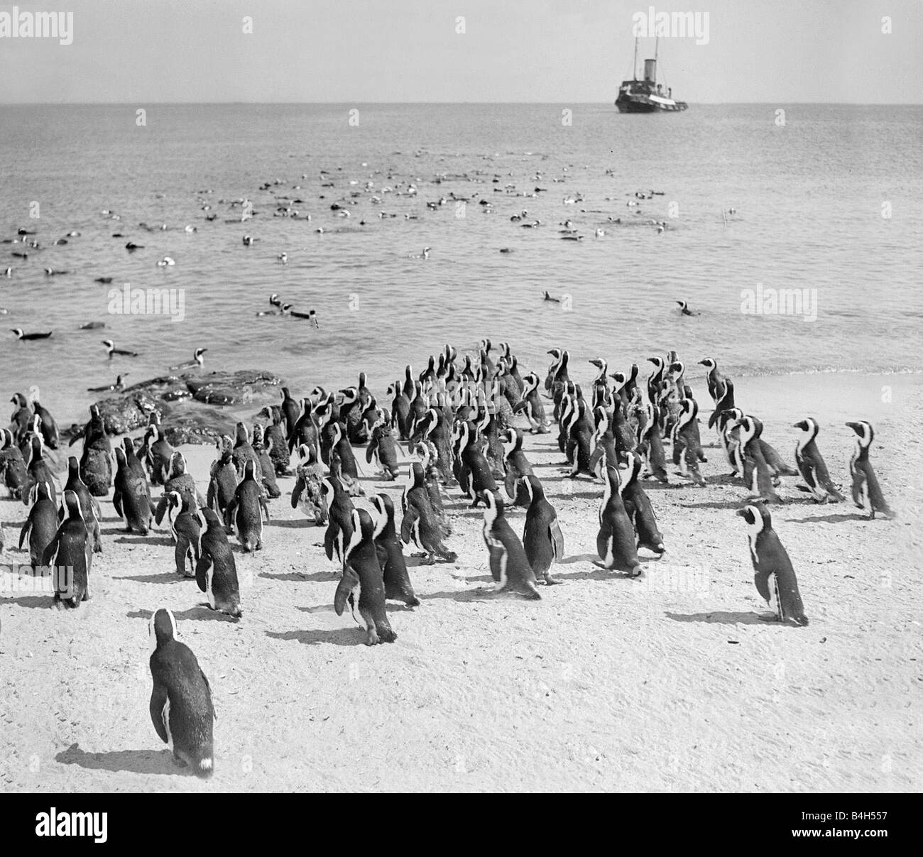 Pinguine am Strand auf Penguin Island Dassen Island in der Nähe von Südafrika ca. 1935 Mirrorpix Vögel Stockfoto