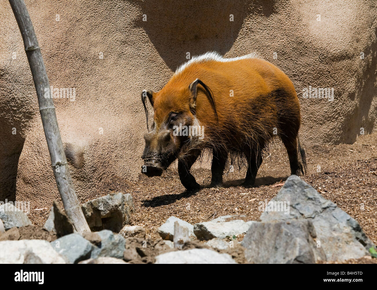 Red River Hog (Potamochoerus Porcus) Stockfoto