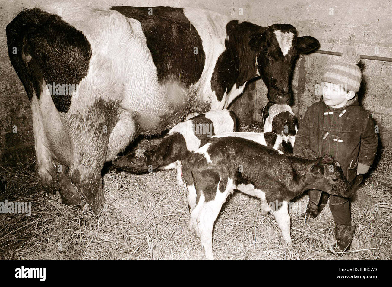 Kuh gebiert Quads Februar 1967 Mirrorpix Stockfoto