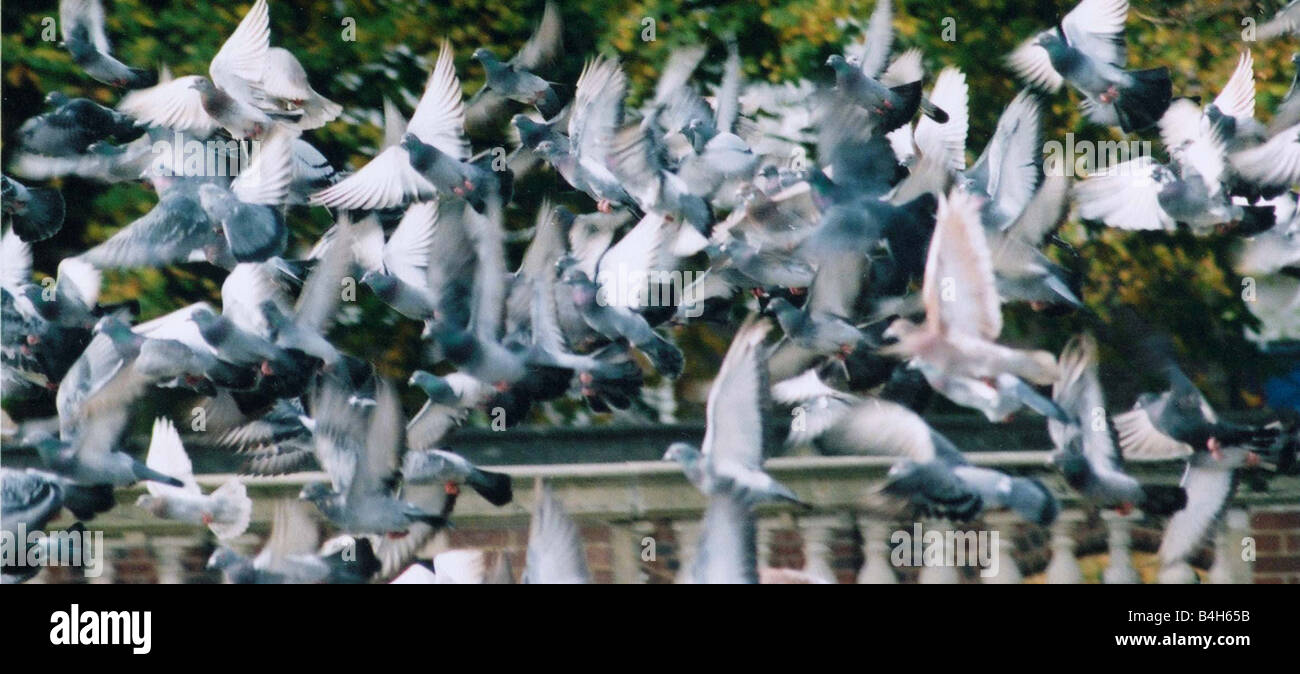 Ein Schwarm Tauben fliegen in Hitchin Stadtplatz Oktober 2004 Mirrorpix Stockfoto