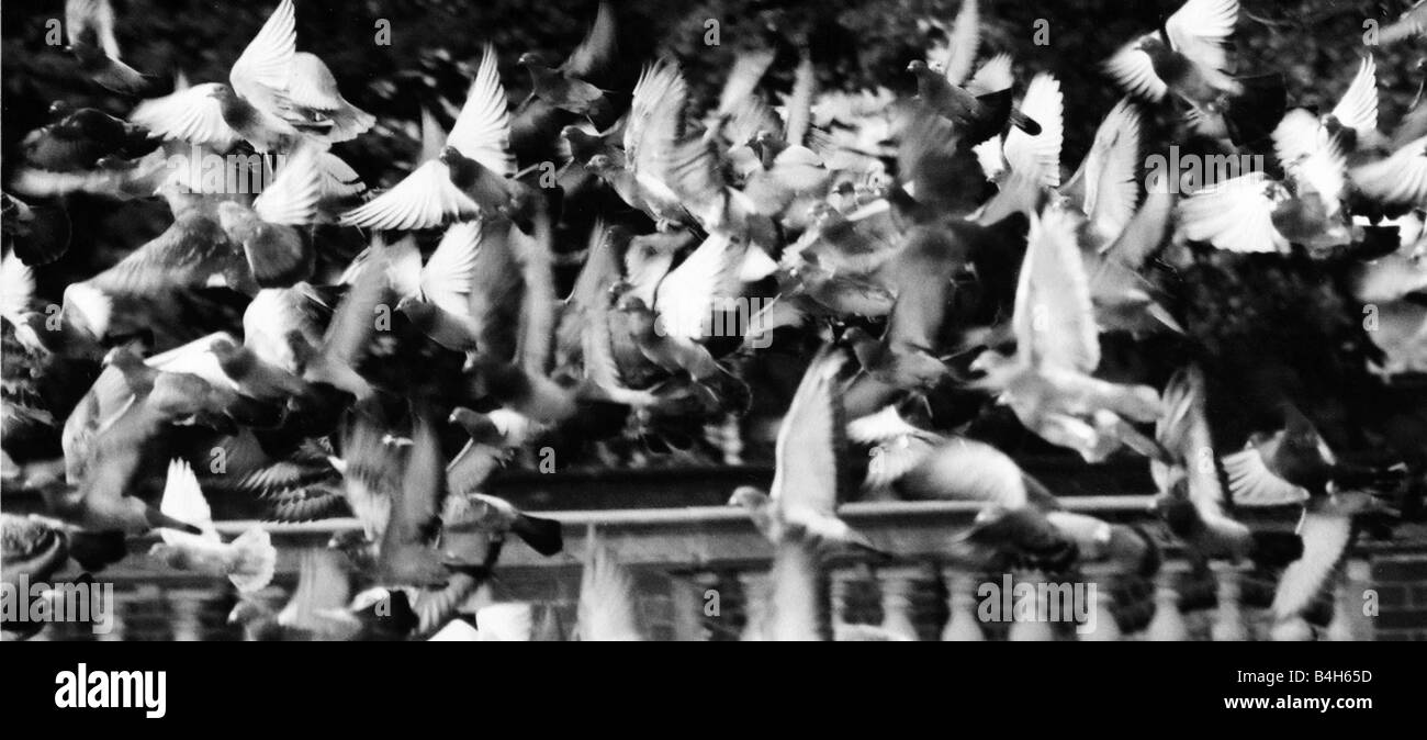 Ein Schwarm Tauben fliegen in Hitchin Altstädter Ring Mirrorpix Stockfoto