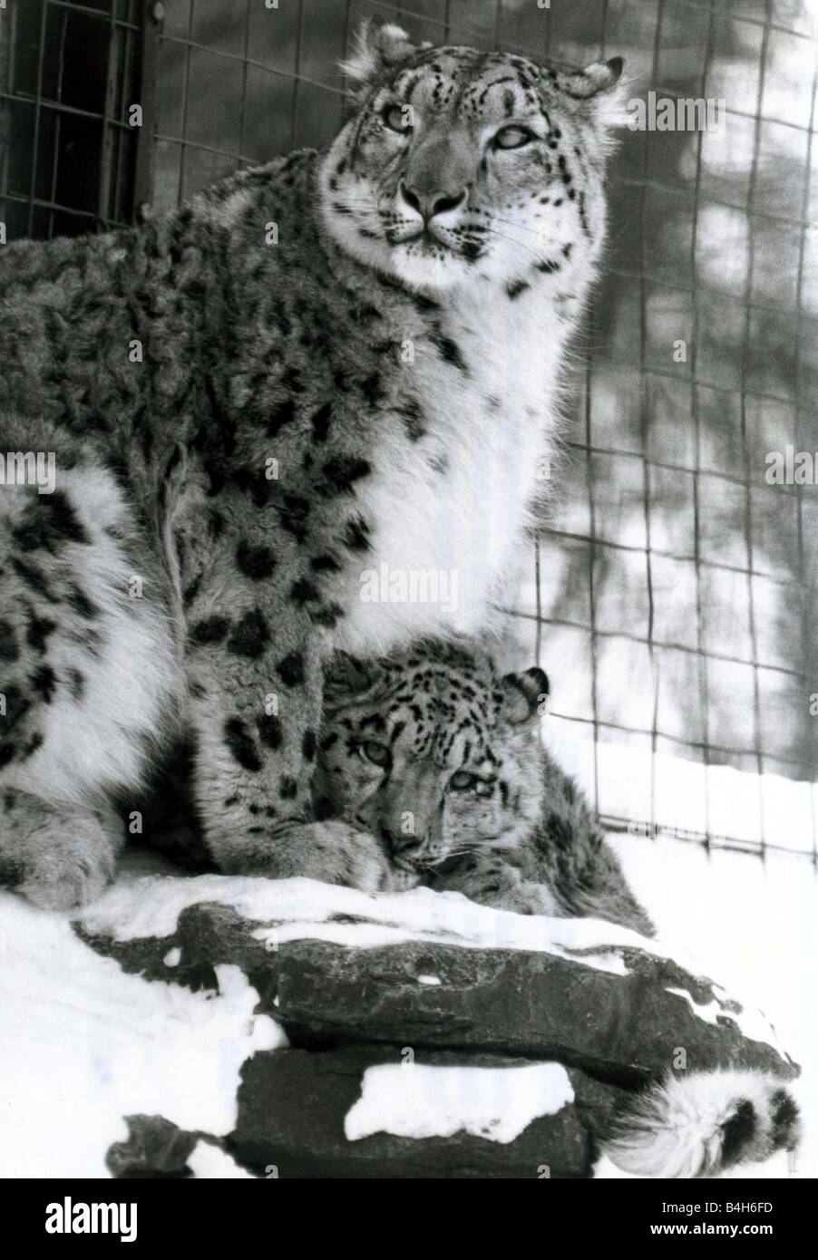Schnee-Leoparden im Schnee im Marwell Zoo Leopard und Cub Januar 1982 Mirrorpix Stockfoto