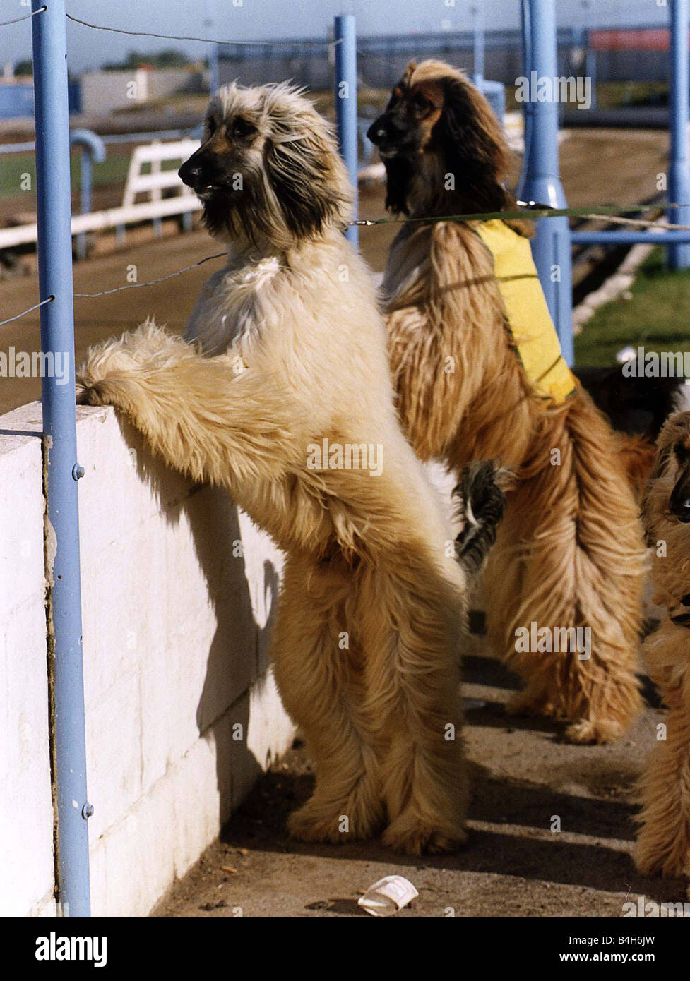 Tiere Hunde Afghan Hounds Peer über Mauer auf Rennstrecke Stockfoto