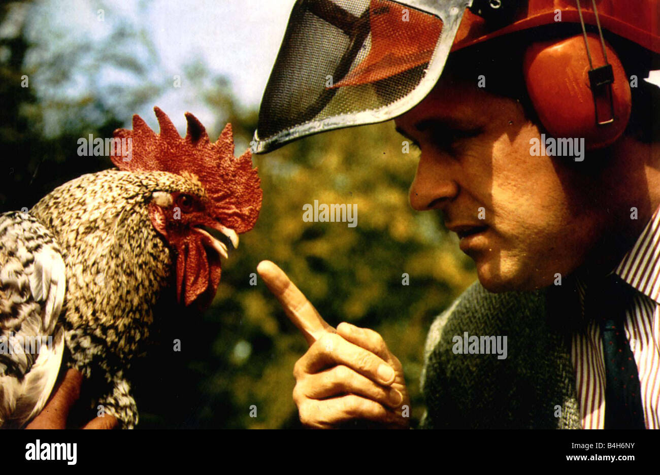 Vögel Hühner Hahn Corky laut Cockerell, die seine Besitzer vor Gericht für Krähen 3.30 gelandet bin die Nieghbours erwirkte eine einstweilige Verfügung gegen die Gewohnheit am frühen Morgen bestellen Stockfoto